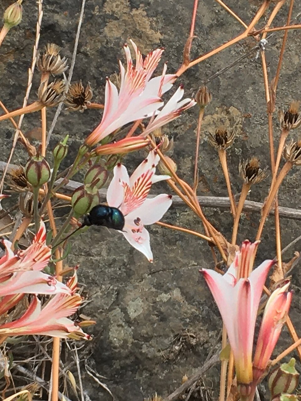 Moscas polinizadoras